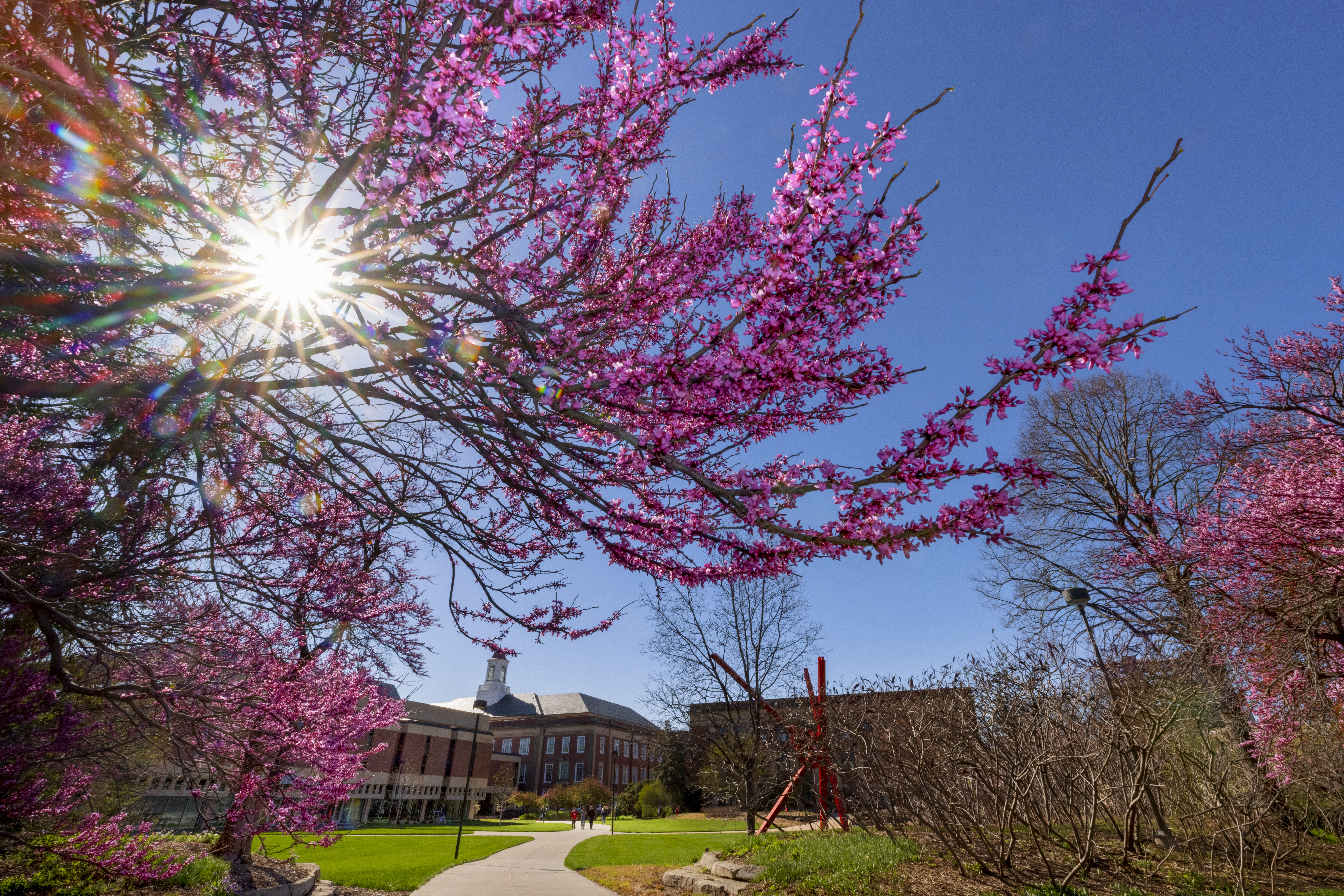 Pink blossoms on trees with sunlight shining through, a campus building and walkway in the background.